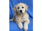 Adopt Artemis** FOSTER OR FOSTER TO ADOPT NEEDED** a Great Pyrenees