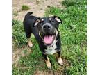 Adopt Cheyanne a Mixed Breed