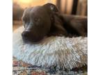 Adopt Ornella a Pit Bull Terrier