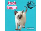 Adopt Peach Sangria a Domestic Short Hair