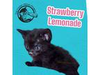 Adopt Strawberry Lemonade a Domestic Short Hair