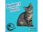 Adopt Blueberry Punch a Domestic Short Hair