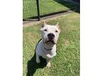 Adopt Miss Sunny Day a Pit Bull Terrier, Mixed Breed