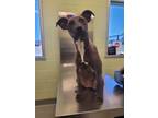 Adopt Rousey a Pit Bull Terrier, Mixed Breed