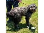 Adopt Story a Poodle, Irish Wolfhound