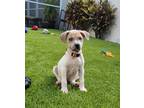Adopt Rosy (Lt. Pink) a Mixed Breed