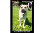 Adopt Ella a Mastiff