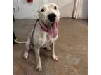 Adopt Duchess a Dogo Argentino, Pit Bull Terrier
