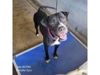 Adopt Isla a Boxer, Pit Bull Terrier