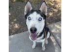 Adopt Nix - Stunning Blue-Eyed Girl! Loves people, water, & other dogs! a Husky