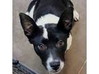 Adopt Piglet - Playful & loving! Good with dogs & kids! a Mixed Breed