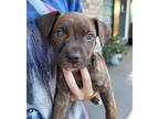 Adopt Luci a Mixed Breed