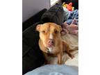 Adopt Sola a Pit Bull Terrier