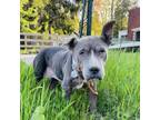 Adopt Ethel a Pit Bull Terrier