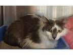 Adopt Lily a Domestic Long Hair