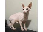 Adopt Mama Peaches a Sphynx / Hairless Cat