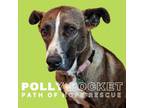 Adopt Polly Pocket a Mixed Breed