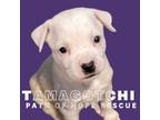 Adopt Tamagotchi a Mixed Breed