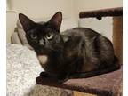 Adopt Poppy Seed a Domestic Short Hair