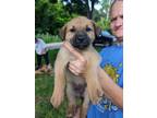 Adopt LLP Rising Sun : Lilly a German Shepherd Dog, Collie