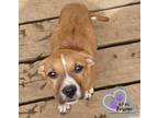 Adopt Maizy McGrew - Seuss Litter a Pit Bull Terrier, Mixed Breed