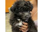 Adopt Dolly a Poodle