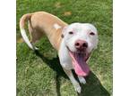 Adopt Angel a Pit Bull Terrier