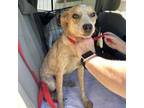 Adopt Darby a Cattle Dog