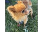 Adopt Paprika a Pomeranian