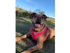 Adopt Scarlett a Mixed Breed