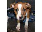 Adopt Lovey a Boxer, Pit Bull Terrier