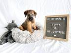 Adopt Flora (Sugar) a Terrier