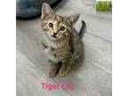 Adopt Tiger Lily a Domestic Short Hair