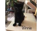 Adopt Winnie a Domestic Short Hair