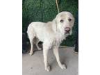Adopt 56084003 a Great Pyrenees, Mixed Breed