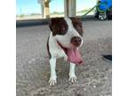 Adopt 56036494 a Pit Bull Terrier, Mixed Breed