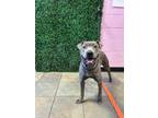 Adopt 56088775 a Pit Bull Terrier, Mixed Breed