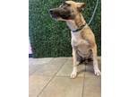 Adopt 56089934 a Belgian Shepherd / Malinois, Mixed Breed