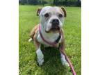 Adopt Chiquis a Pit Bull Terrier