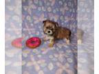 Maltese PUPPY FOR SALE ADN-795108 - Girl morkie puppy
