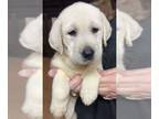 Labrador Retriever PUPPY FOR SALE ADN-795109 - white lab