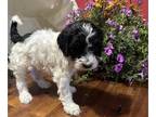 Labradoodle PUPPY FOR SALE ADN-795110 - Doodles ready for Fathers Day in western