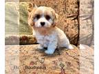 Cavalier King Charles Spaniel-Poodle (Toy) Mix PUPPY FOR SALE ADN-795111 -