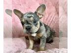 French Bulldog PUPPY FOR SALE ADN-795117 - Beautiful French bulldog Princess