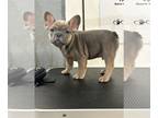 French Bulldog PUPPY FOR SALE ADN-795132 - AKC REGISTERED FRENCH BULLDOG PUPS