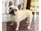 French Bulldog PUPPY FOR SALE ADN-795174 - Beautiful Akc cream female