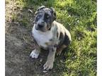 American Bully PUPPY FOR SALE ADN-795177 - American bully