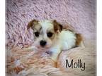 Morkie PUPPY FOR SALE ADN-795180 - Morkie Puppies