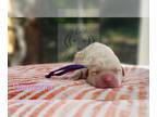 Labrador Retriever PUPPY FOR SALE ADN-795181 - Labrador puppies AKC titled OFA