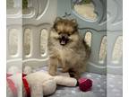 Pomeranian PUPPY FOR SALE ADN-795184 - AKC Pomeranian Puppies